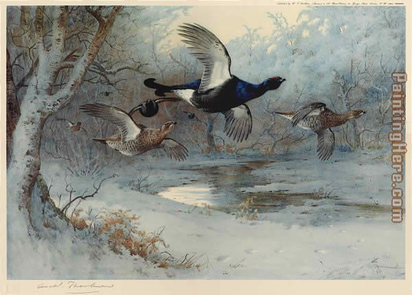 Blackcock Through the Silver Birches